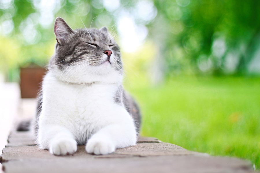 Helping your cat live a happy life