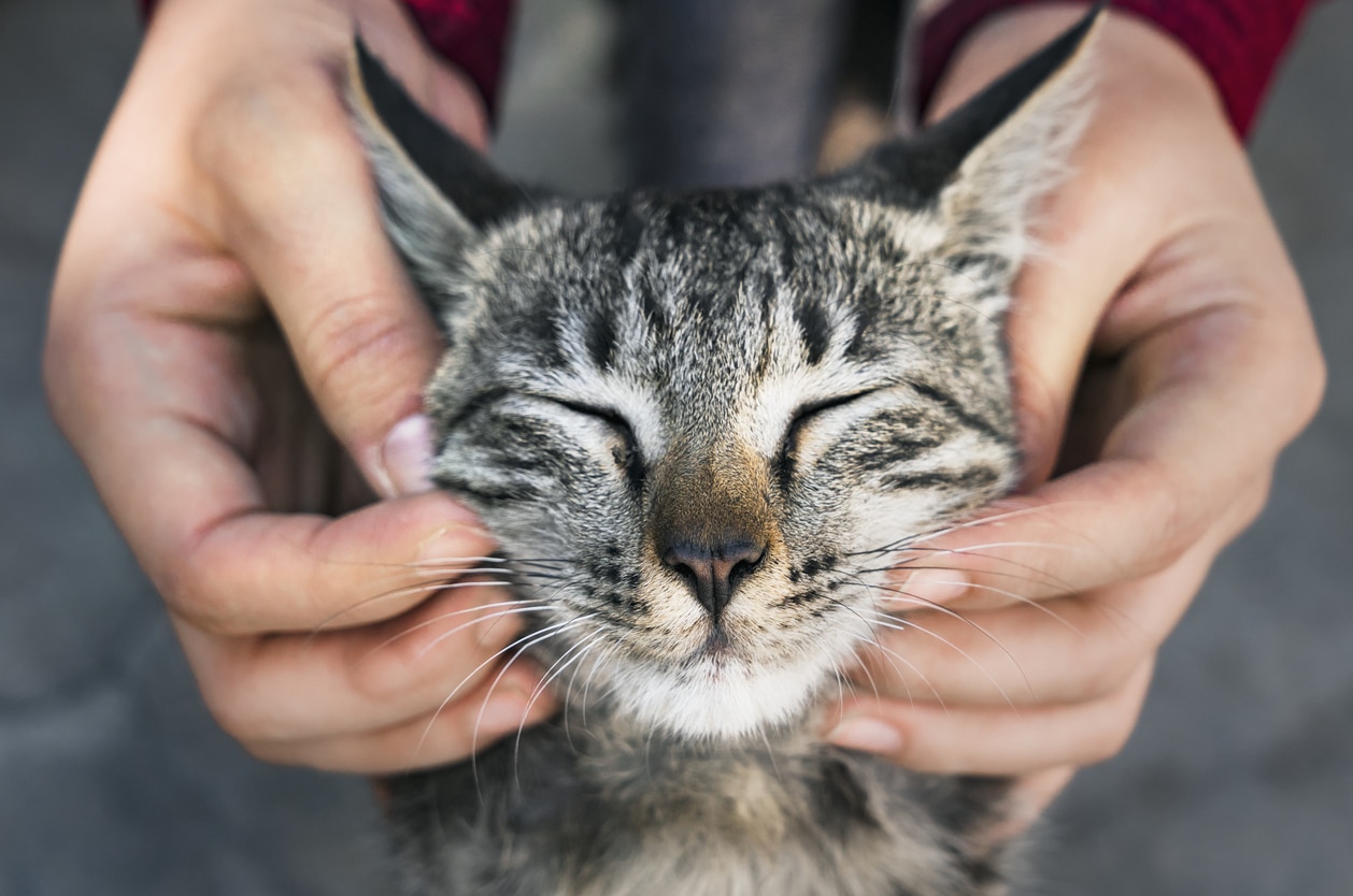 How to look after your cat